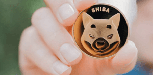 shiba inu bull run