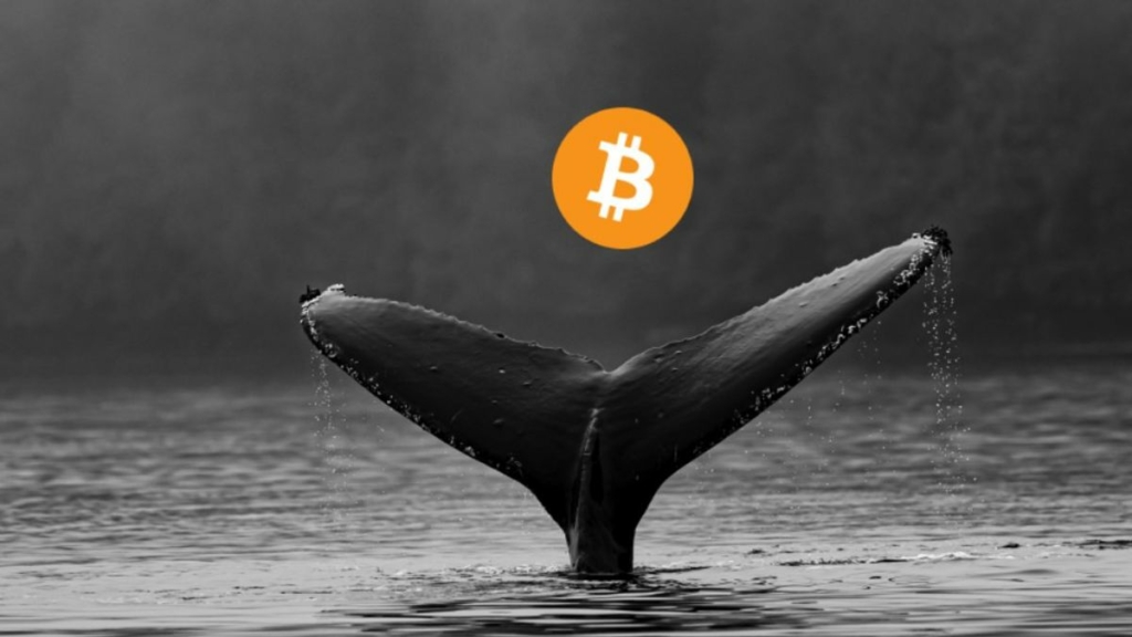 Inside the Mind of a Crypto Whale: Market Manipulation or Smart Trading?