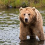 cryptocurrency exchange terms bear in water looking at camera for decentral publishing