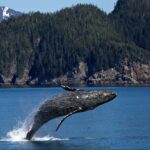 cryptocurrency exchange terms whale jumping out of water for decentral publishing