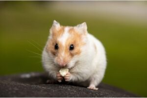 mr goxx hamster-eating-something-in-a-field