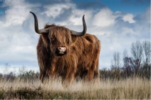 picture-of-bull-in-a-grassy-field